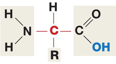 amino acid unlabeled