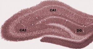 Figure 2. Histological regions of the rat hippocampus. Again, this is the wrong species, but close enough. The regions manipulated were the dentate gyrus (DG) and the area marked CA1.