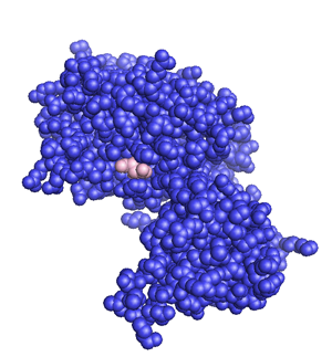 PTEN protein space-filling model