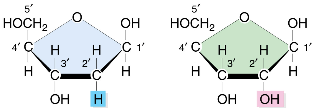 ribose sugars