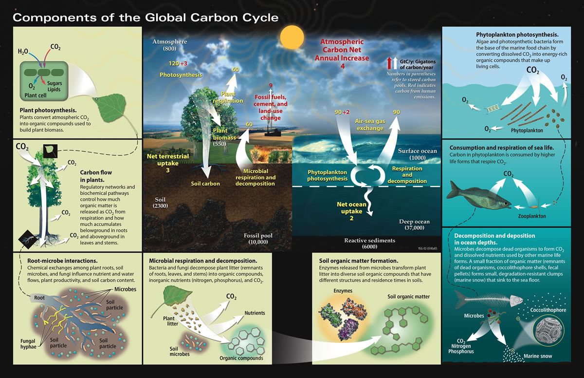 global carbon infographic