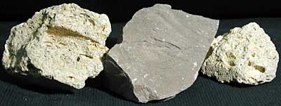 Fossiliferous Limestone (limestone in center)